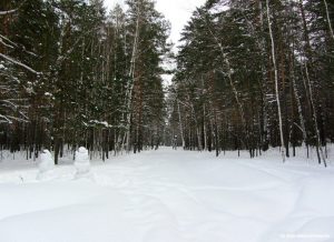 Спорткомплекс против Венского леса Новости Сибири