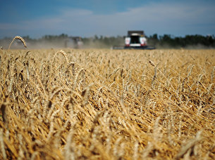 Эксперт рассказал, что влияет на цены на продукты - Потребрынок Уборка пшеницы на полях предприятия ЗАО