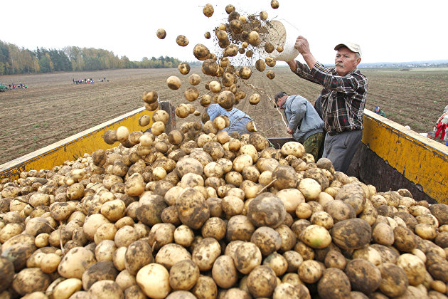 Фермеры предложили пустить в продажу клубни картофеля меньшего калибра - Сельское хозяйство Фермеры предложили пустить в продажу клубни картофеля меньшего калибра - Сельское хозяйство