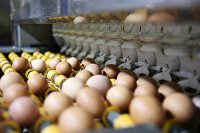Птицеводы рассказали, когда могут понизиться цены на яйца - Сельское хозяйство Птицефабрика