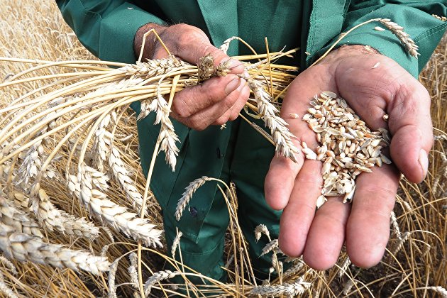 Россия впервые экспортировала продуктов больше, чем импортировала - Сельское хозяйство Россия впервые экспортировала продуктов больше, чем импортировала - Сельское хозяйство