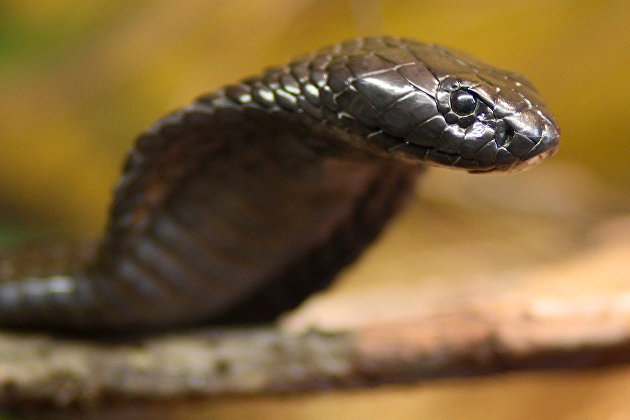 Юристы рассказали, каких змей и крокодилов можно держать дома - Недвижимость Юристы рассказали, каких змей и крокодилов можно держать дома - Недвижимость