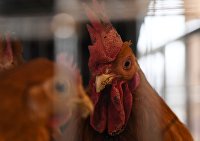 Спрогнозировано ускорение роста цен на курицу во втором полугодии - Новости экономики Золотистые курица и петух