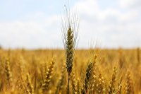 Турция рассчитывает на визит делегации из России по зерновому вопросу - Сельское хозяйство Посевы пшеницы в Краснодарском крае