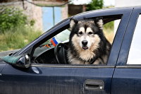 Исследование показало отношение к домашним питомцам в офисе - Макроэкономика Собака в машине