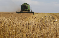 На Украине назвали объем экспорта в рамках продуктовой сделки - Сельское хозяйство Уборка зерновых в Белоруссии