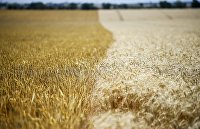Продуктовая сделка будет продлена, заявил координатор ООН - Сельское хозяйство Сбор урожая пшеницы в Запорожской области