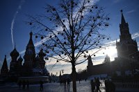 Стало известно, какие блюда россияне выбирают в самолетах - Транспорт Москва