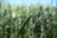 Минсельхоз заявил о снижении пошлины на экспорт пшеницы - Сельское хозяйство Пшеница
