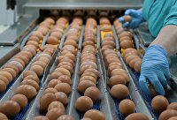 ФАС возбудила дела в отношении региональных производителей куриных яиц - Сельское хозяйство Производство куриных яиц