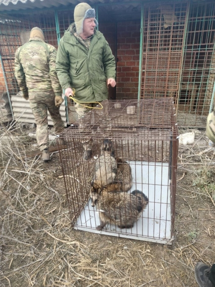 Корреспондент «АН» вывезла из зоны СВО волчицу и трёх енотов Корреспондент «АН» вывезла из зоны СВО волчицу и трёх енотов