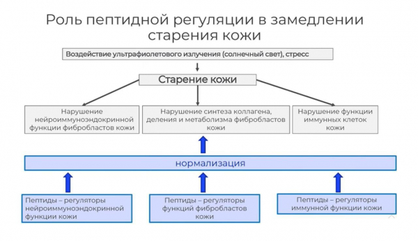 Пептидные биорегуляторы: революция в косметологии Пептидные биорегуляторы: революция в косметологии